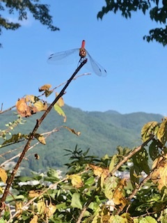 2019年9月27日　とんぼ