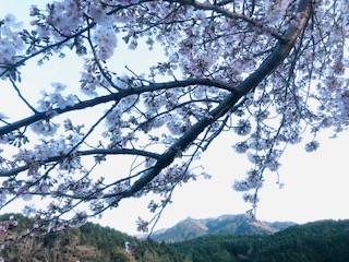 2020年3月31日　桜満開！