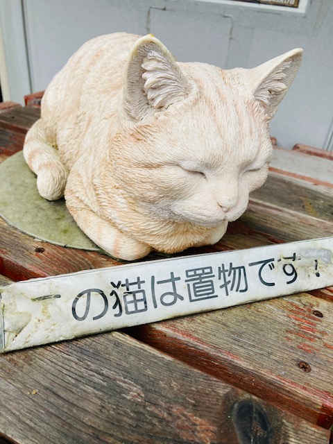 2023年7月15日（土）ネコ発見！