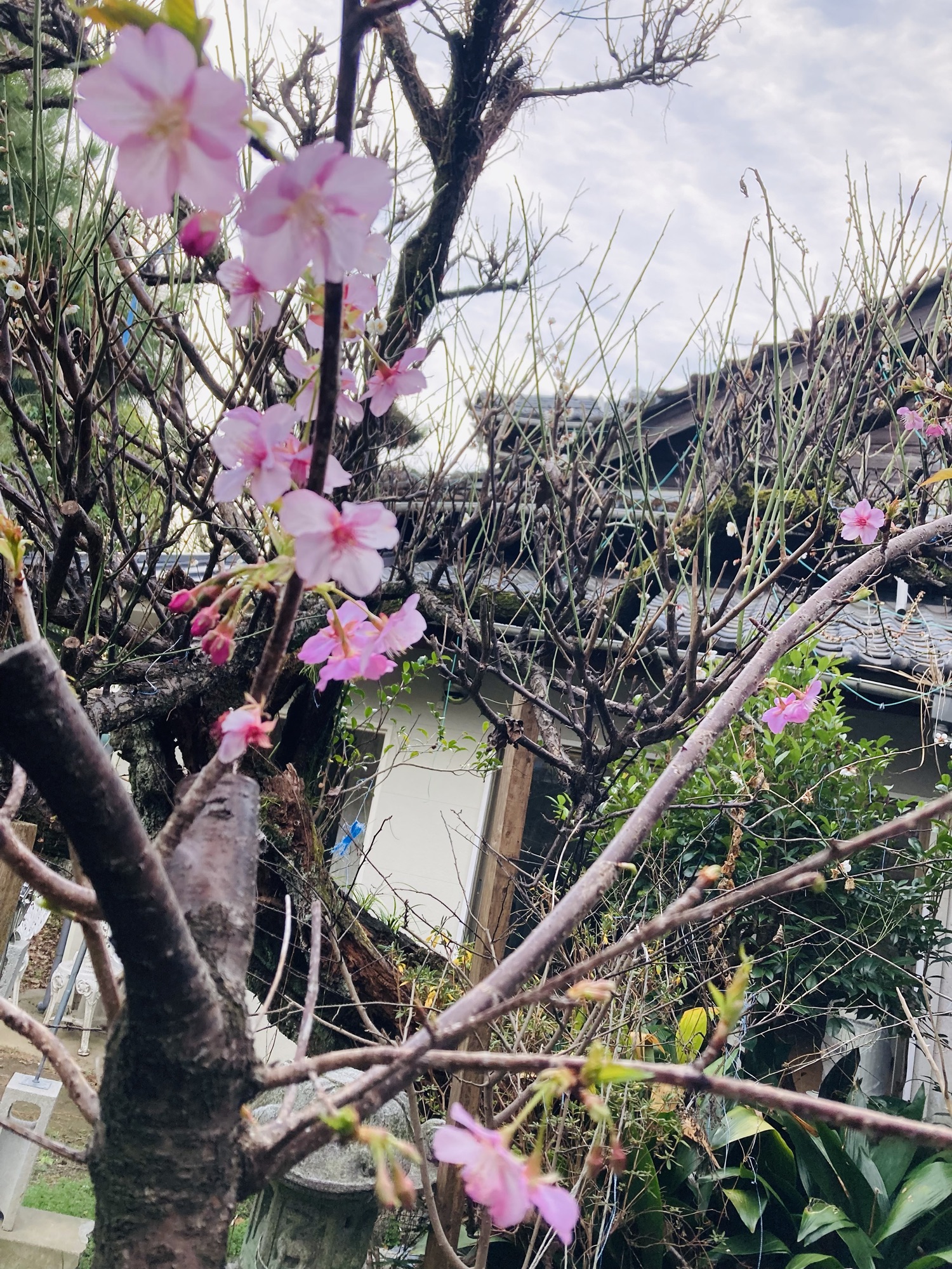 2024年2月10日（土）梅の花　オマケ