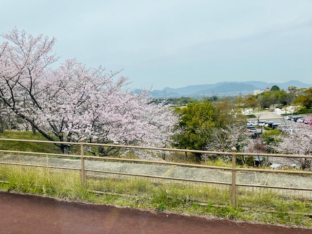 2024年4月2日（火）スタッフ交代　桜満開！