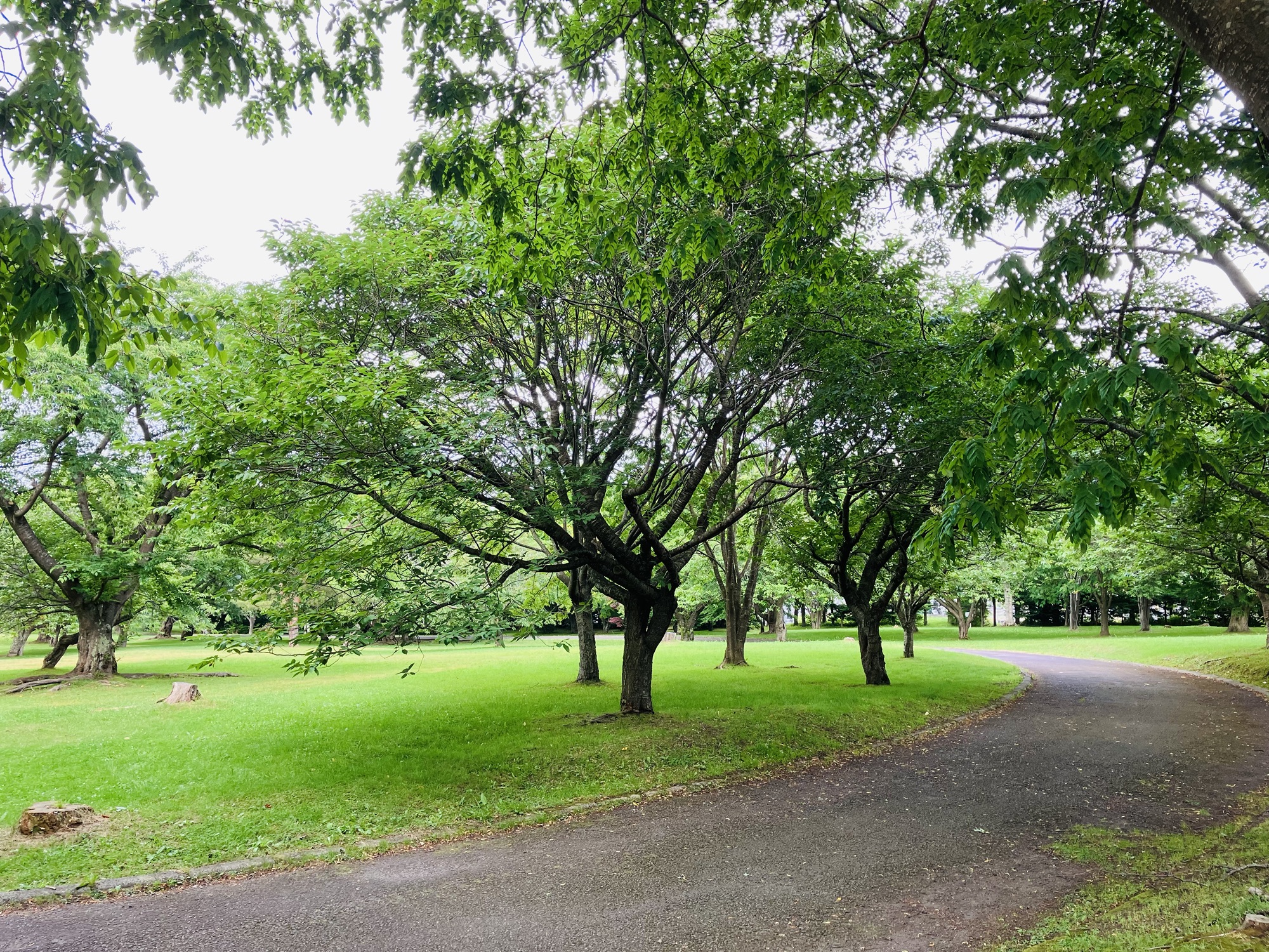2024年7月4日(木)②オマケ① 森町の公園
