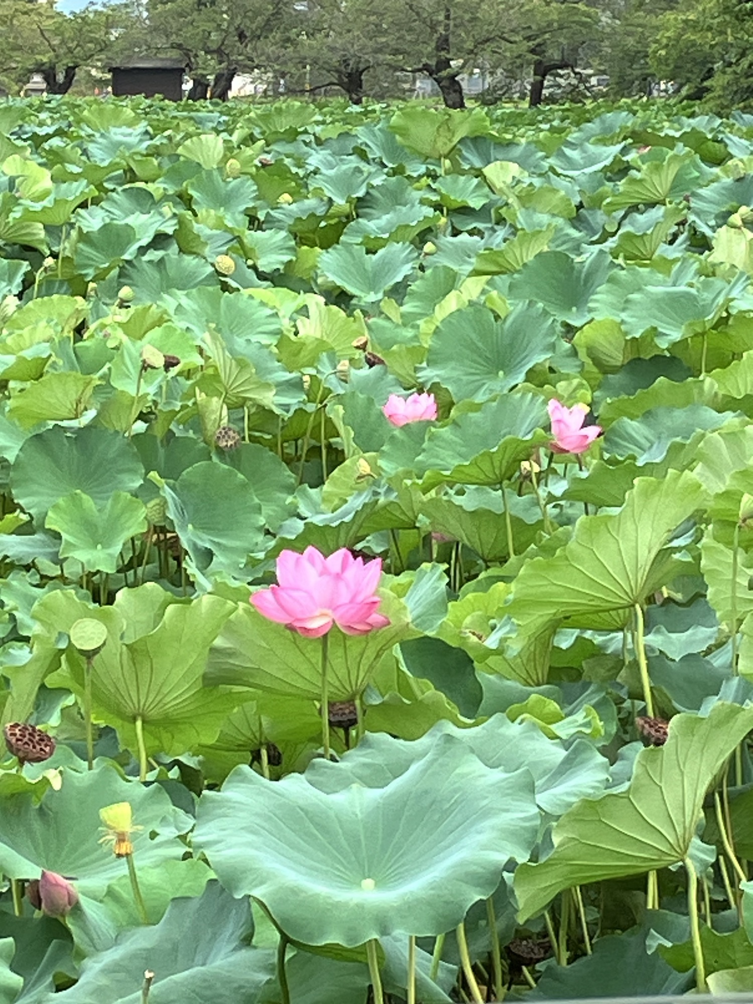 2024年9月14日（土）ハスの花