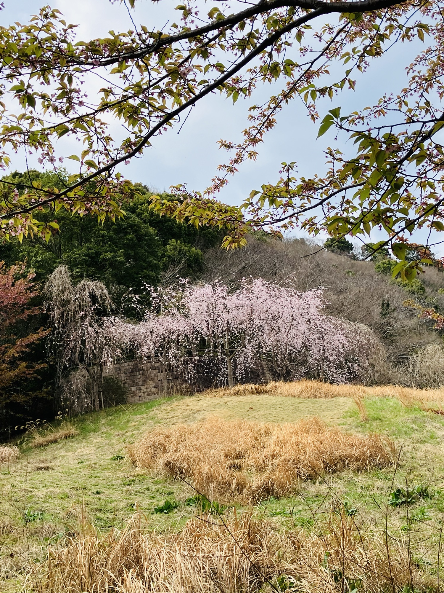 2025年3月27日(木)⑥オマケ　　徳島の美しい山桜
