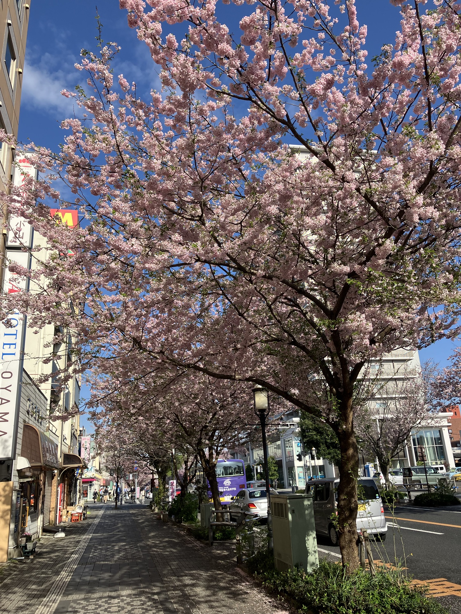 2025年4月16日（水）オマケ桜満開！