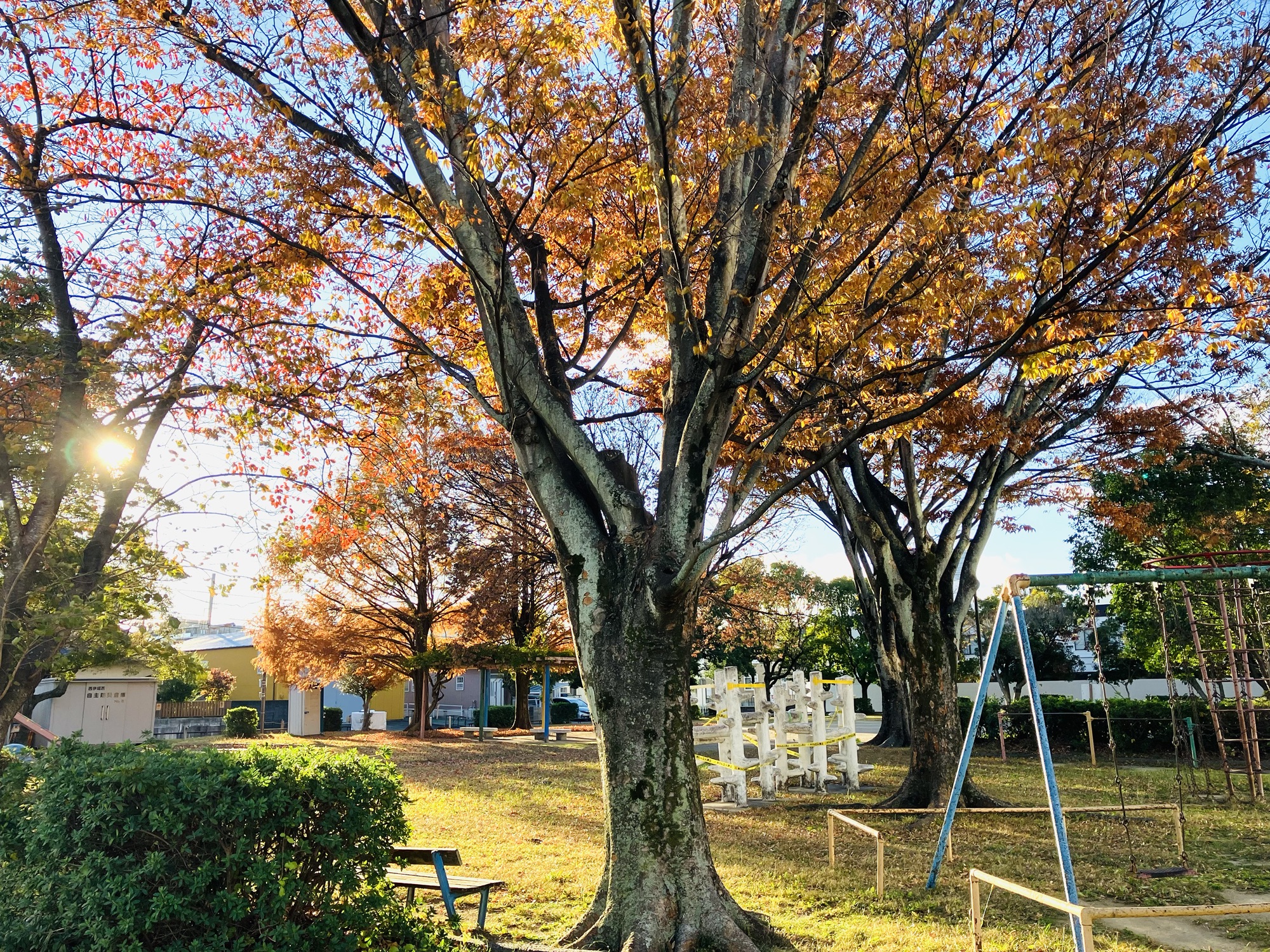 2025年12月2日(火)③晩秋の紅葉